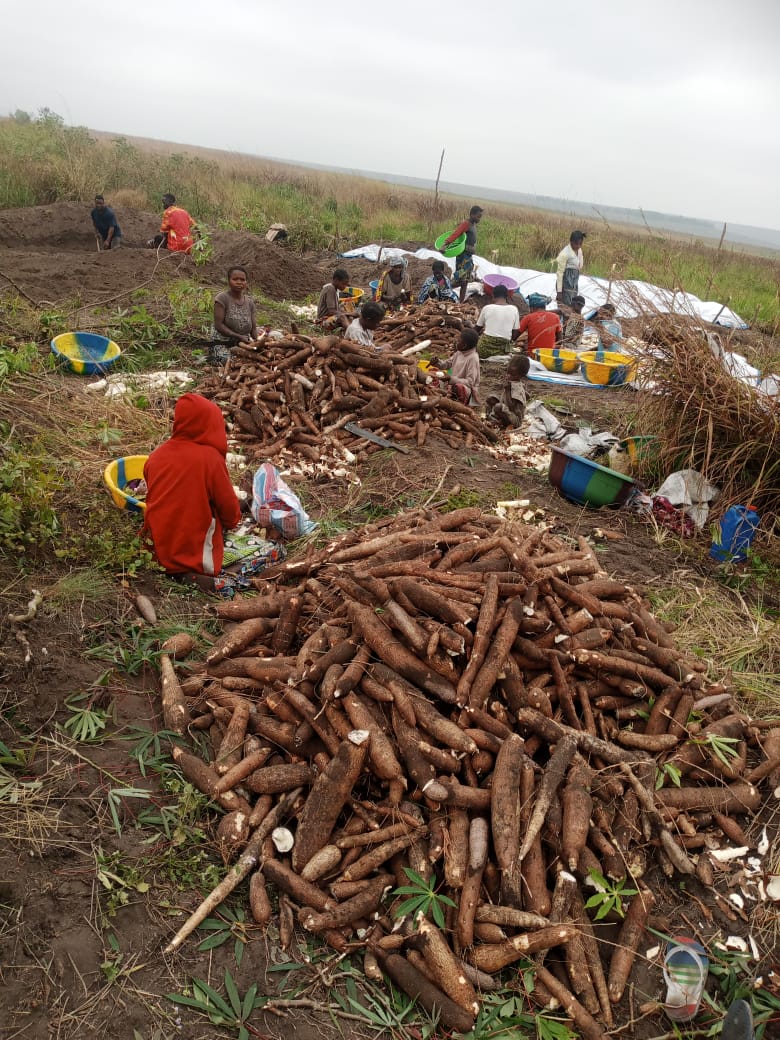 Immense tapis blanc de cossettes de manioc étalées au soleil sur une aire de séchage avec les équipes de transformation au travail